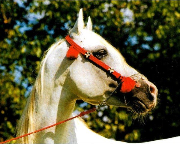 stallion Harik ox (Arabian purebred, 1980, from Saher 1967 ox)