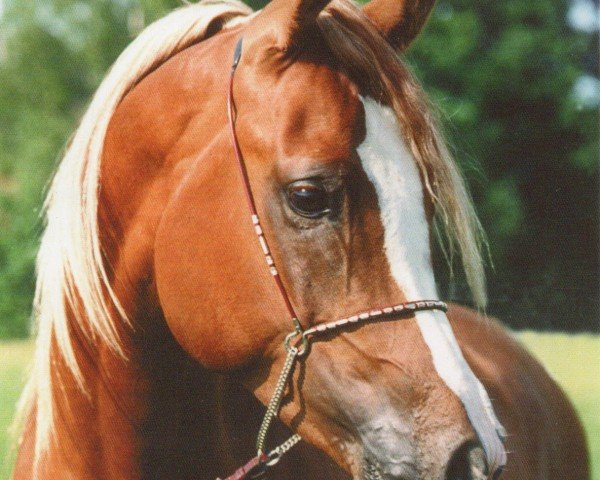 stallion Princip ox (Arabian purebred, 1976, from Nabeg 1966 ox)