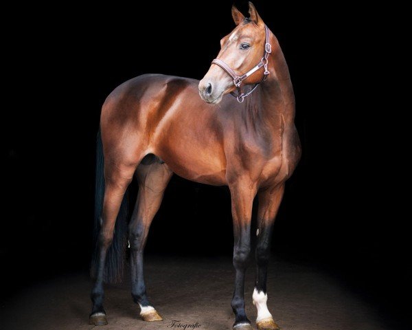 Springpferd Casallero DT (Oldenburger Springpferd, 2023, von Casallco)