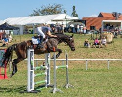 jumper Alegra 126 (German Sport Horse, 2017, from VDL Iowa)