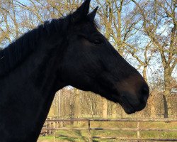 dressage horse Hot Shot 10 (Württemberger, 2011, from Hot Spirit)