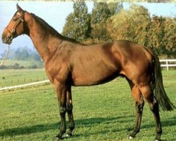 stallion Lancastrian xx (Thoroughbred, 1977, from Reform xx)