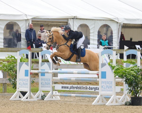 jumper Terbofens Caretino (German Riding Pony, 2019, from Classic Dancer I)