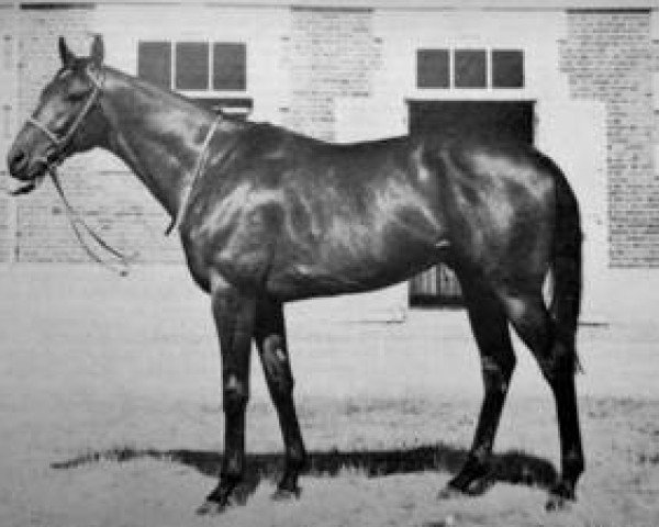 stallion Empery xx (Thoroughbred, 1973, from Vaguely Noble xx)