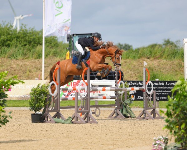 broodmare Ninja VH (Holsteiner, 2020, from Del 'Arko d'Henvet)