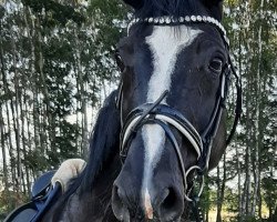 broodmare Rafinja (Hanoverian, 2004, from Rotspon)