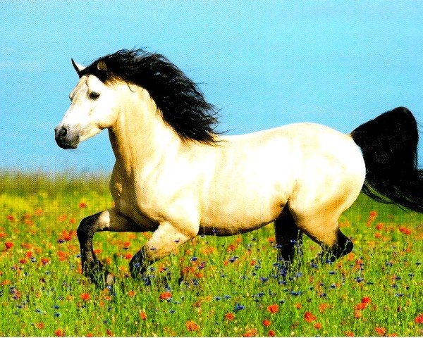 stallion El Larry II (Connemara Pony, 1988, from Loobeen Larry)