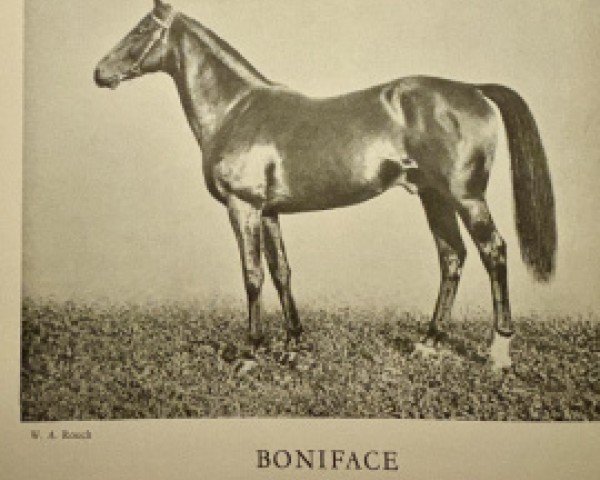 stallion Boniface xx (Thoroughbred, 1915, from Transvaal xx)