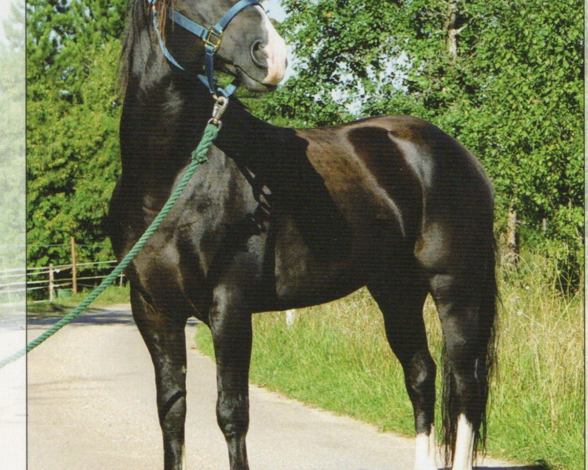 stallion La Amanecida Choclero (Criollo, 1992, from Correntoso Cholio)