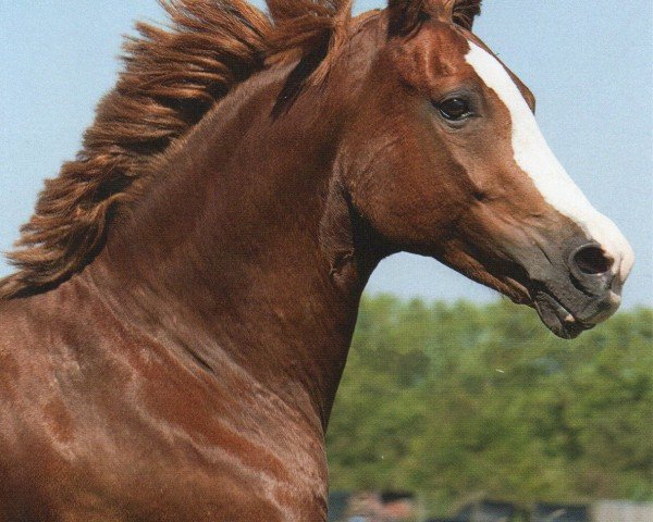 dressage horse Flintstone 46 (German Riding Pony, 2006, from Farewell I)