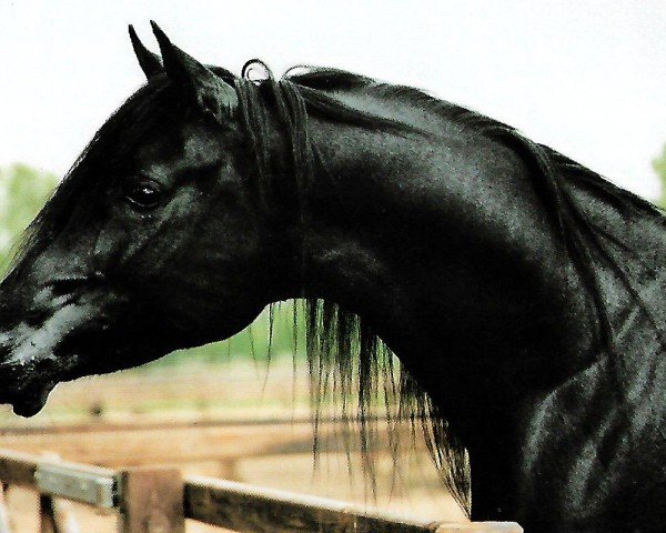 stallion El Gameer ox (Arabian purebred, 1991, from Mouka-Tuam 1986 ox)