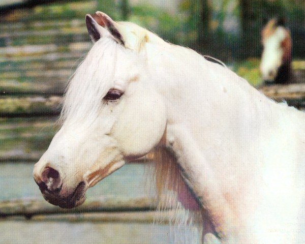 stallion Mohamed ox (Arabian purebred, 1979, from Mahomed 1968 ox)