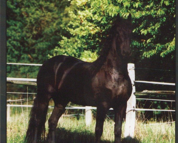 horse Freerk H. (Friese, 1993, from Melle 311)