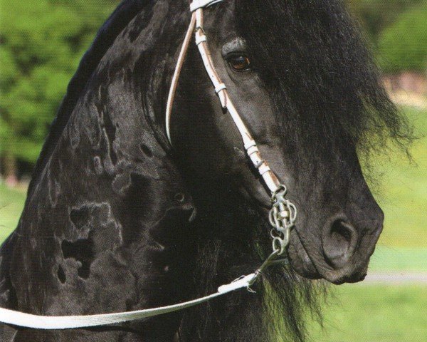 stallion Douwe Fan de Kadyk (Friese, 1993, from Oepke)