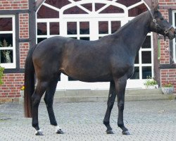 broodmare San Cherie V (Westphalian, 2009, from San Amour I)