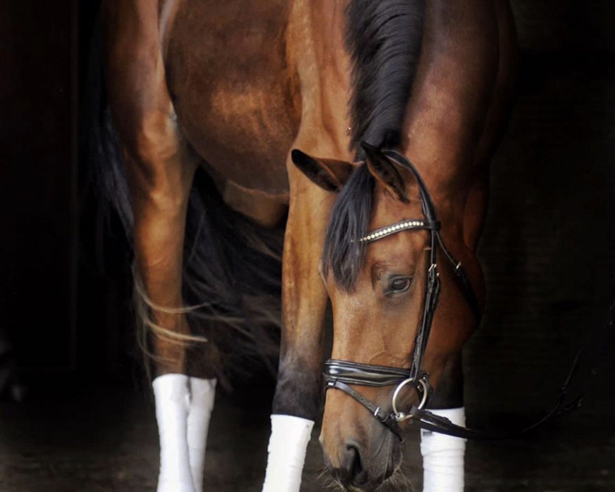 Springpferd Chico's Cara-Mia (Hannoveraner, 2018, von Chico's Boy)