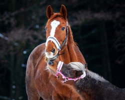 horse Irish Coffee 19 (Trakehner, 2001, from Sir Chamberlain)