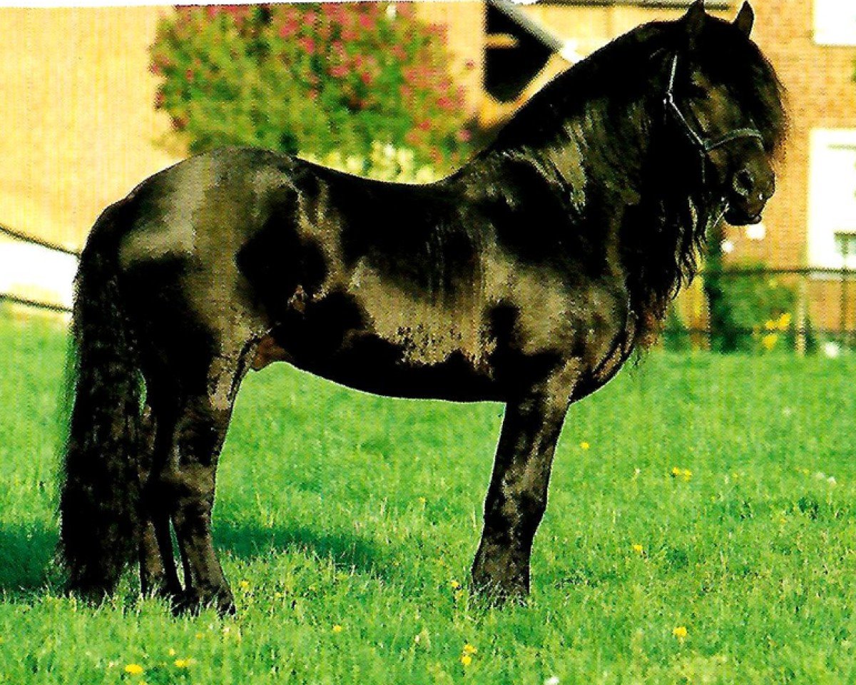 stallion Floris (Friese, 1983, from Meindert 263)