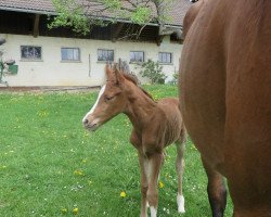 dressage horse Filia Belseta SK (Oldenburg, 2018, from Callaho's Benicio)