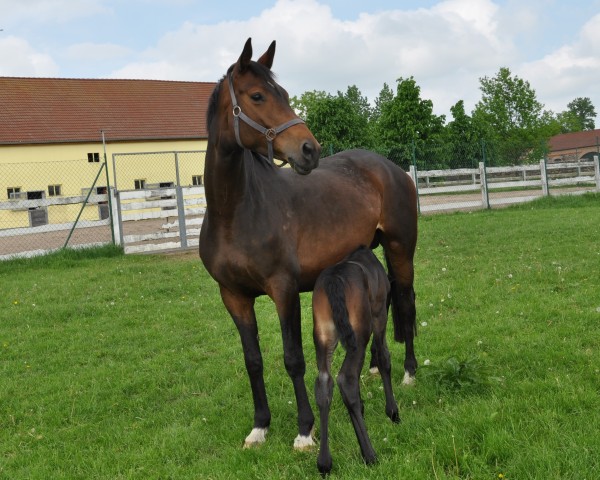 broodmare Calimba Love (Trakehner, 2007, from Kaiserdom)