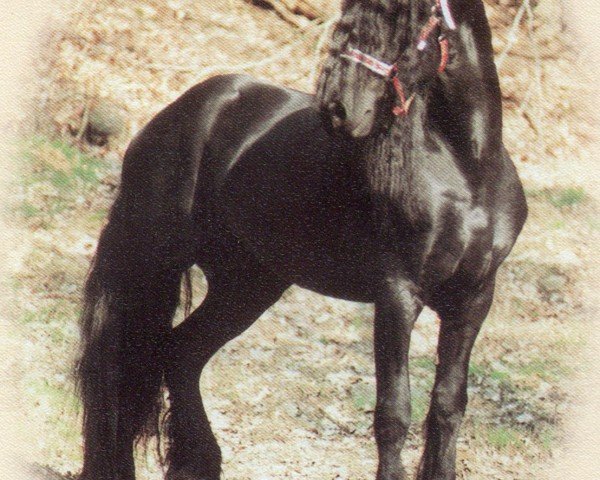 stallion Tjerk (Friese, 1990, from Oege 267)