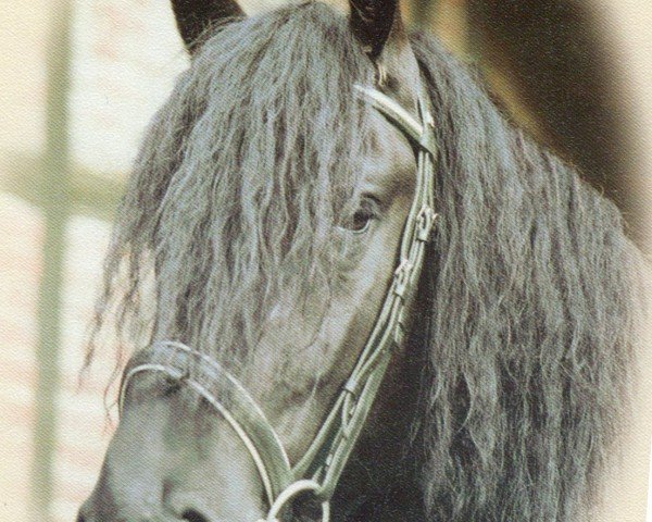 stallion Tonke (Friese, 1998, from Abel)