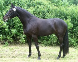 dressage horse Candlelight (Hanoverian, 2009, from Christ)