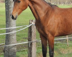 broodmare Fojana (Oldenburg, 2013, from Antango du Feuillard)