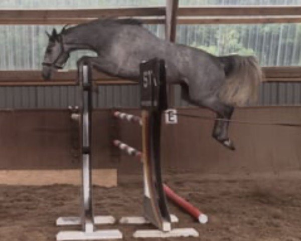 broodmare Gretna Grey (Hanoverian, 2021, from Grey Top)