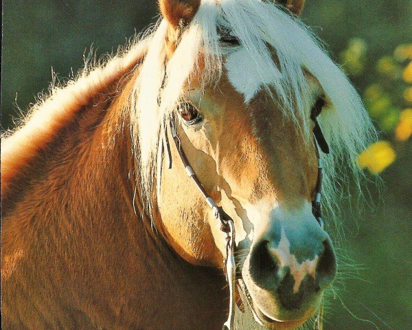 stallion Stuart (Haflinger, 1983, from Steiger)