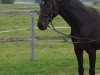 broodmare Scarlett (Hanoverian, 2008, from Sandro Hit)