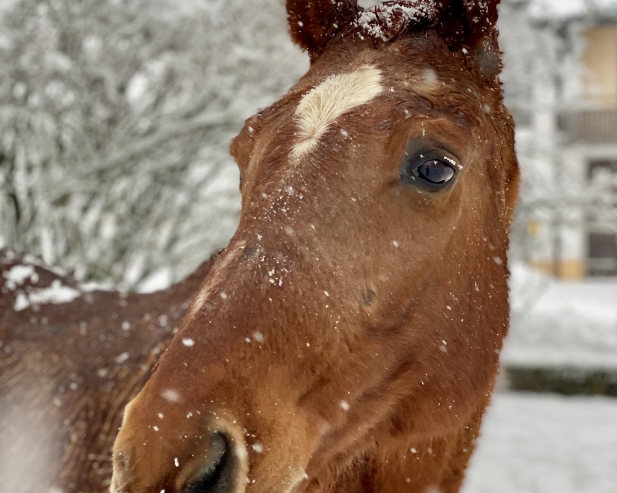 broodmare Dankeschön (Hanoverian, 1994, from Donnerhall)