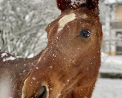 broodmare Dankeschön (Hanoverian, 1994, from Donnerhall)