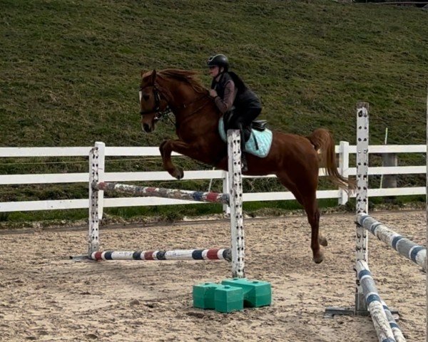 horse Sunny 626 (German Riding Pony, 2001, from Zandheuvel's Sunny Boy)