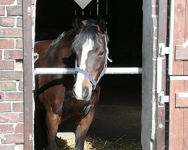 broodmare Verona AC (German Riding Pony, 2007, from Voyager 2)