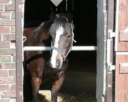 Zuchtstute Verona AC (Deutsches Reitpony, 2007, von Voyager 2)