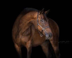 broodmare Panam Air (Holsteiner, 2000, from Contender)