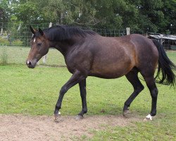 Zuchtstute Dark Ruby (Hannoveraner, 2007, von Don Frederico)