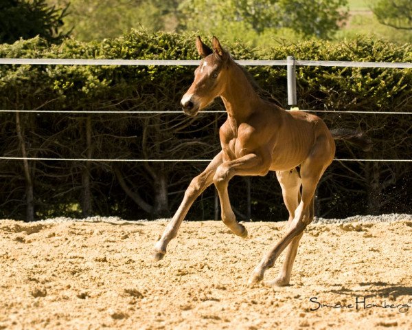 stallion Dana Deja vu Z (Zangersheide riding horse, 2020, from D'Aganix 2000 Z)