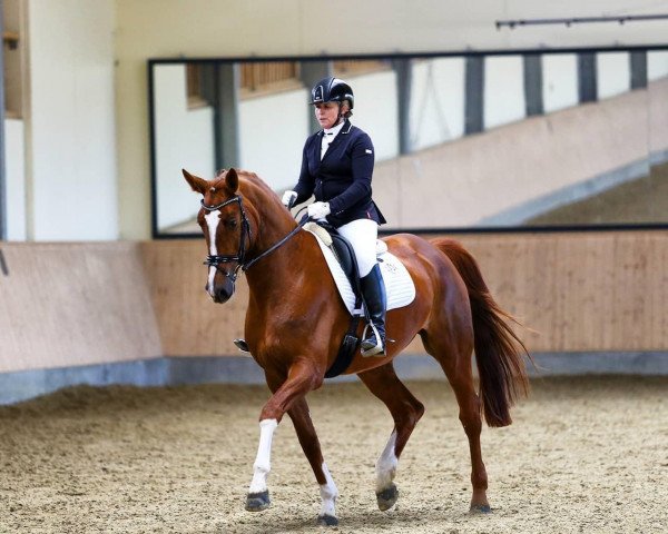 dressage horse Feine Mia (Hanoverian, 2015, from Fürst Fohlenhof)