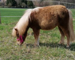 Zuchtstute Pippa (Shetland Pony, 2020)