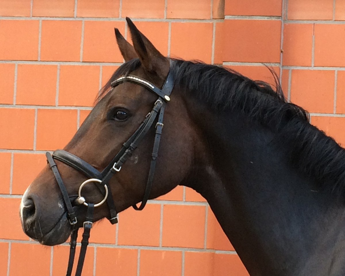 dressage horse Flipper II (Hanoverian, 2013, from Farewell III)