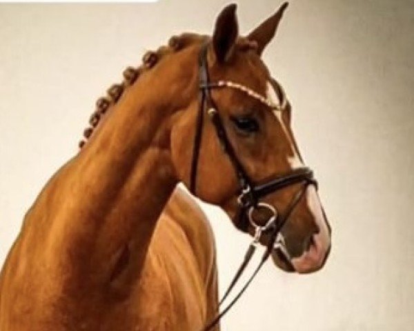 dressage horse MSJ Future (Oldenburg, 2021, from Foundation 2)
