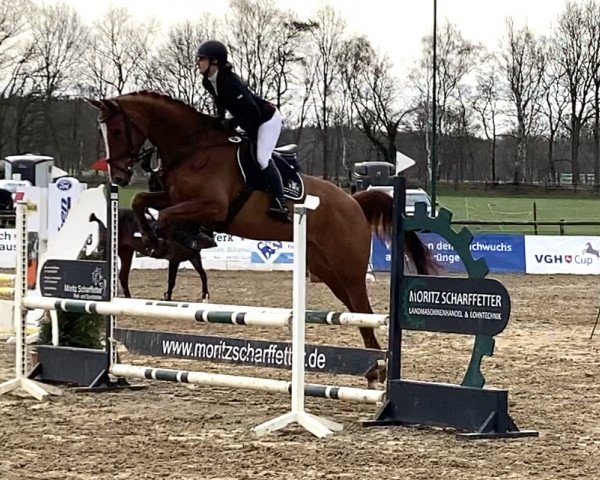 jumper Poul- H (Hanoverian, 2015, from Perigueux)