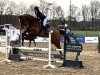 jumper Poul- H (Hanoverian, 2015, from Perigueux)