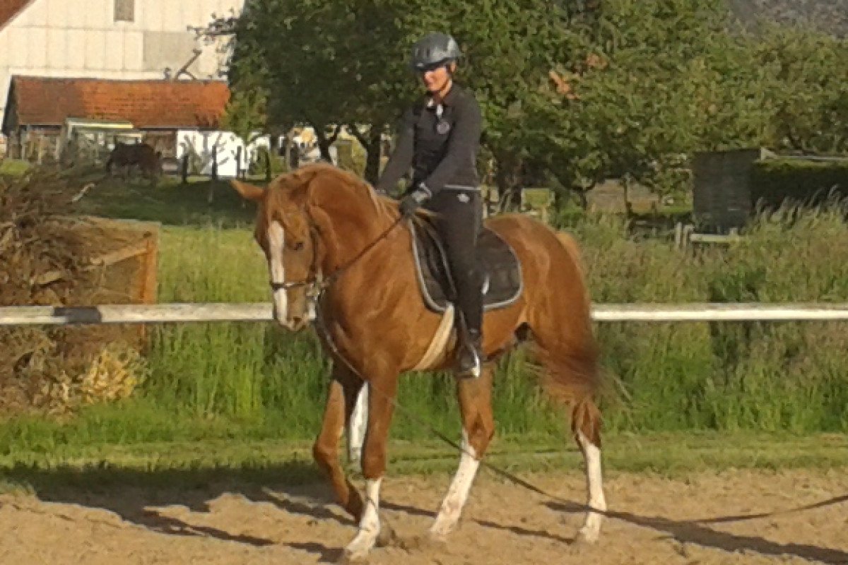 horse For Diego (Hanoverian, 2012, from For Feeling)