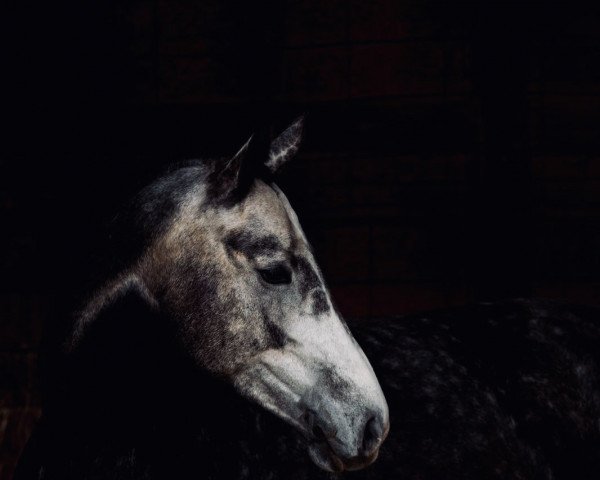 dressage horse Blitzgescheit (Westphalian, 2017, from Callaho's Benicio)