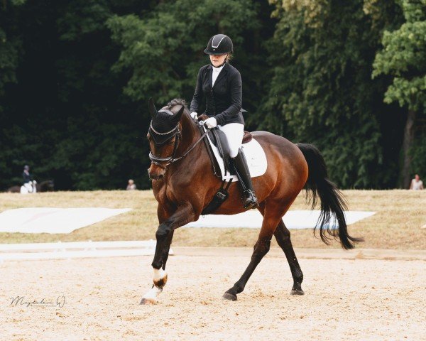 dressage horse Asthon (Oldenburg, 2007, from Anton)