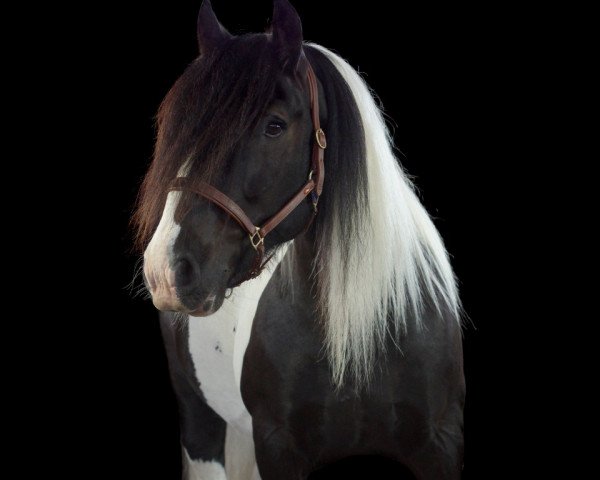 Pferd Pantau (Tinker / Irish Cob / Gypsy Vanner, 2008, von Pontus of Source Valley)