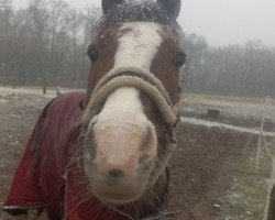 dressage horse Phil (German Riding Pony, 2007, from Farchynys Pelydryn)